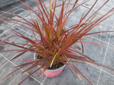Pennisetum Firework