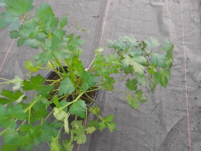 Persil Plat