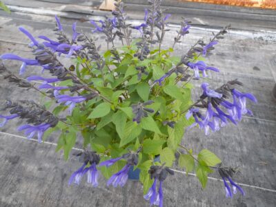 Sauge Guaranatica Bleu Roi