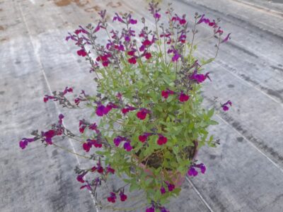 Sauge Violette de la Loire