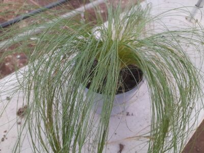 Stipa tenuissima
