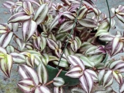 Tradescantia zebrina