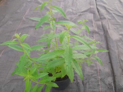 Verveine Citronnelle