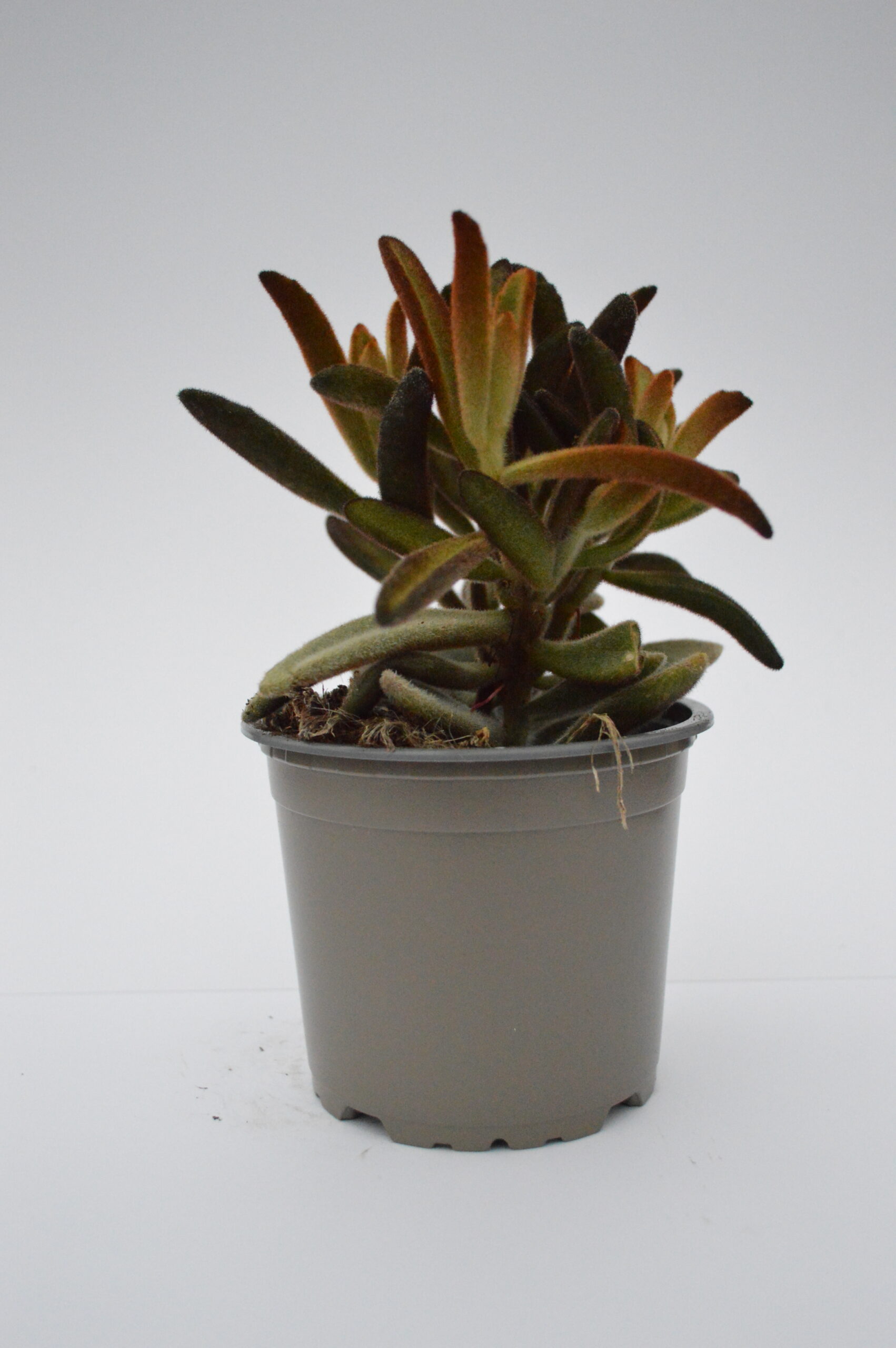Kalanchoe Tomentosa Black Purple