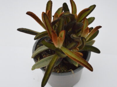 Kalanchoe Tomentosa Black Purple
