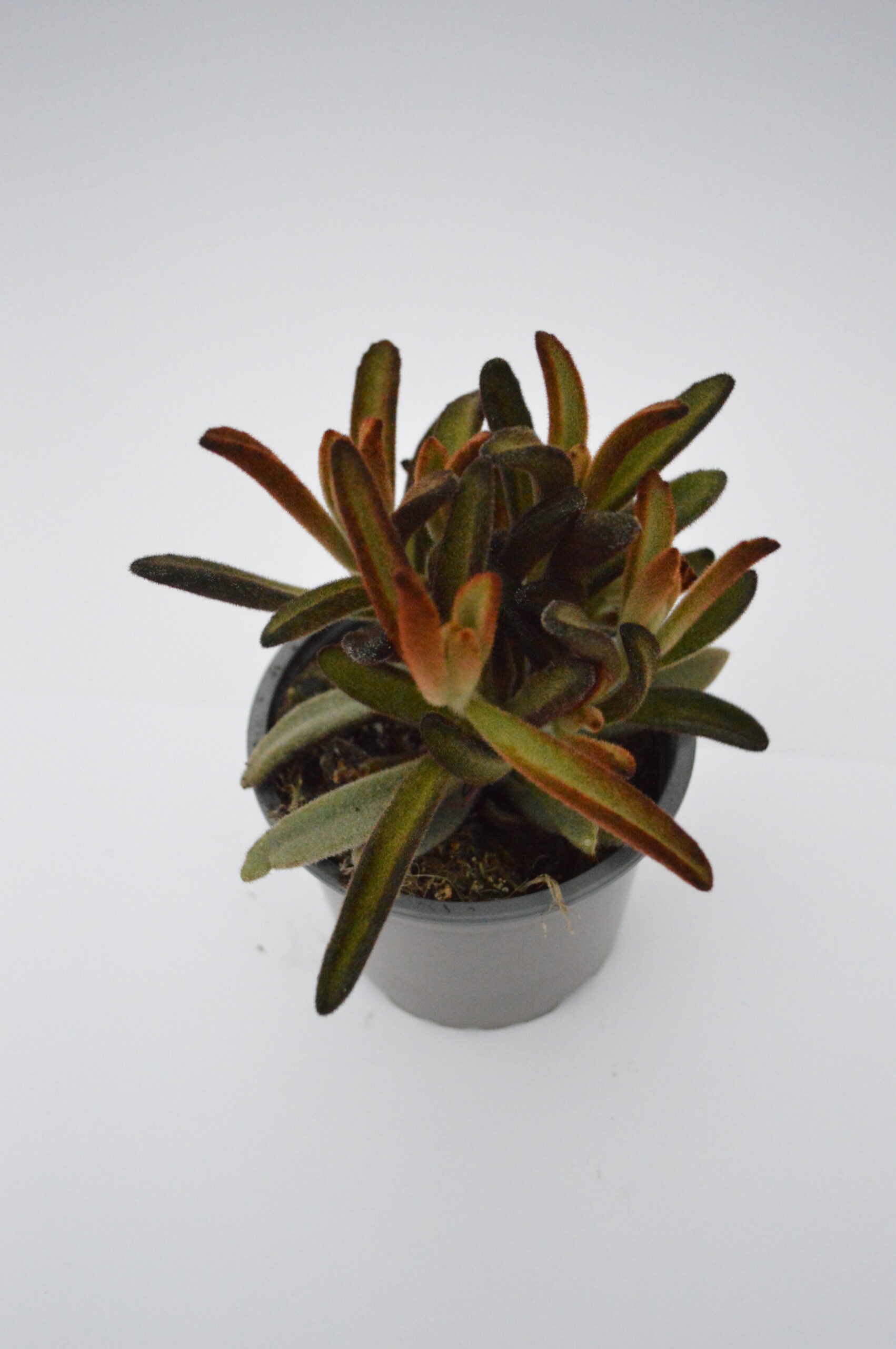 Kalanchoe Tomentosa Black Purple