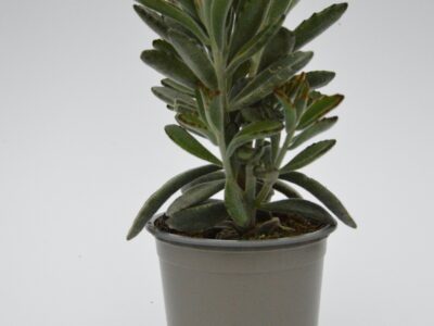 Kalanchoe Tomentosa Nigra
