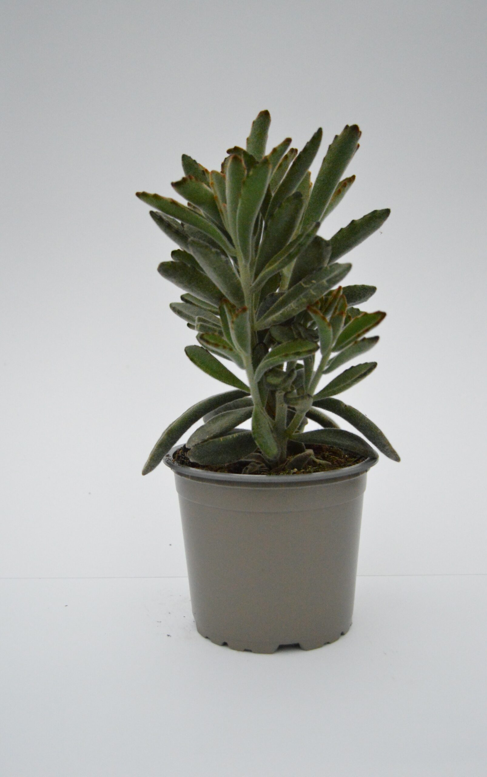 Kalanchoe Tomentosa Nigra