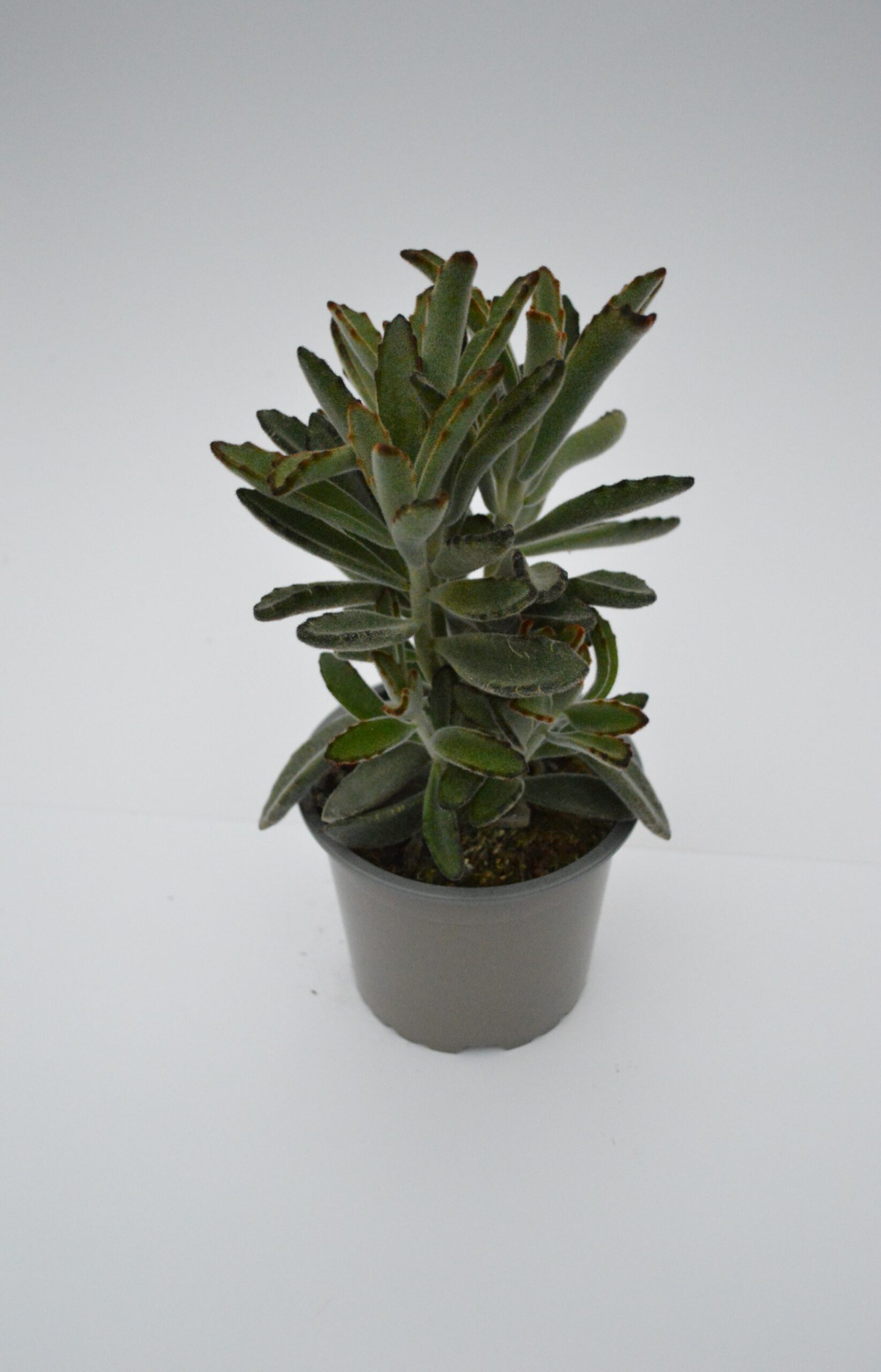 Kalanchoe Tomentosa Nigra