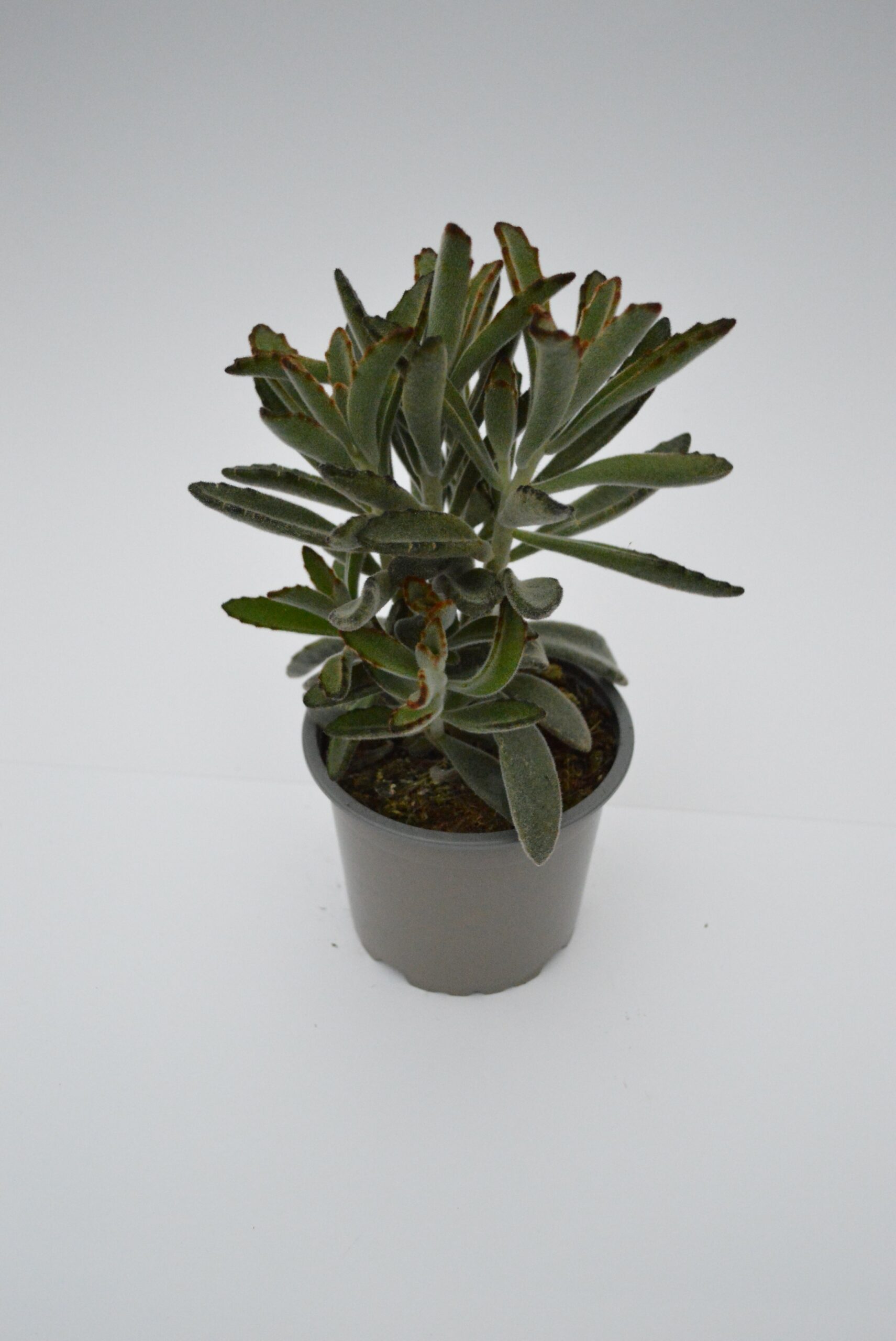Kalanchoe Tomentosa Nigra