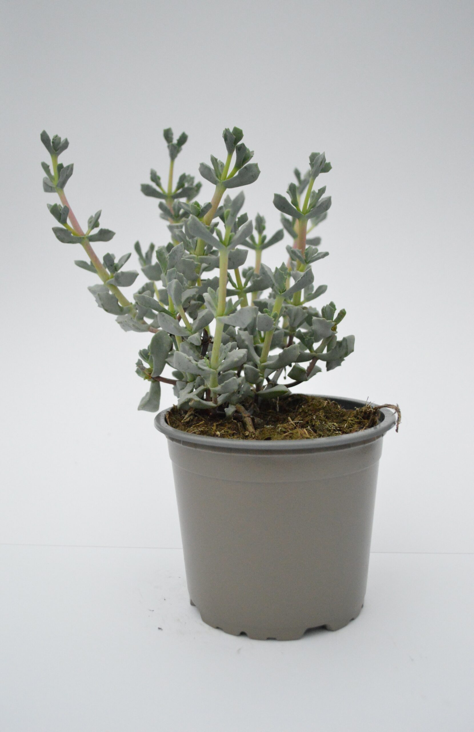 Oscularia Deltoides