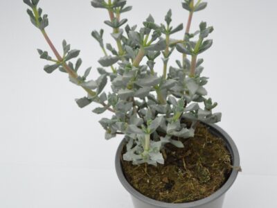 Oscularia Deltoides