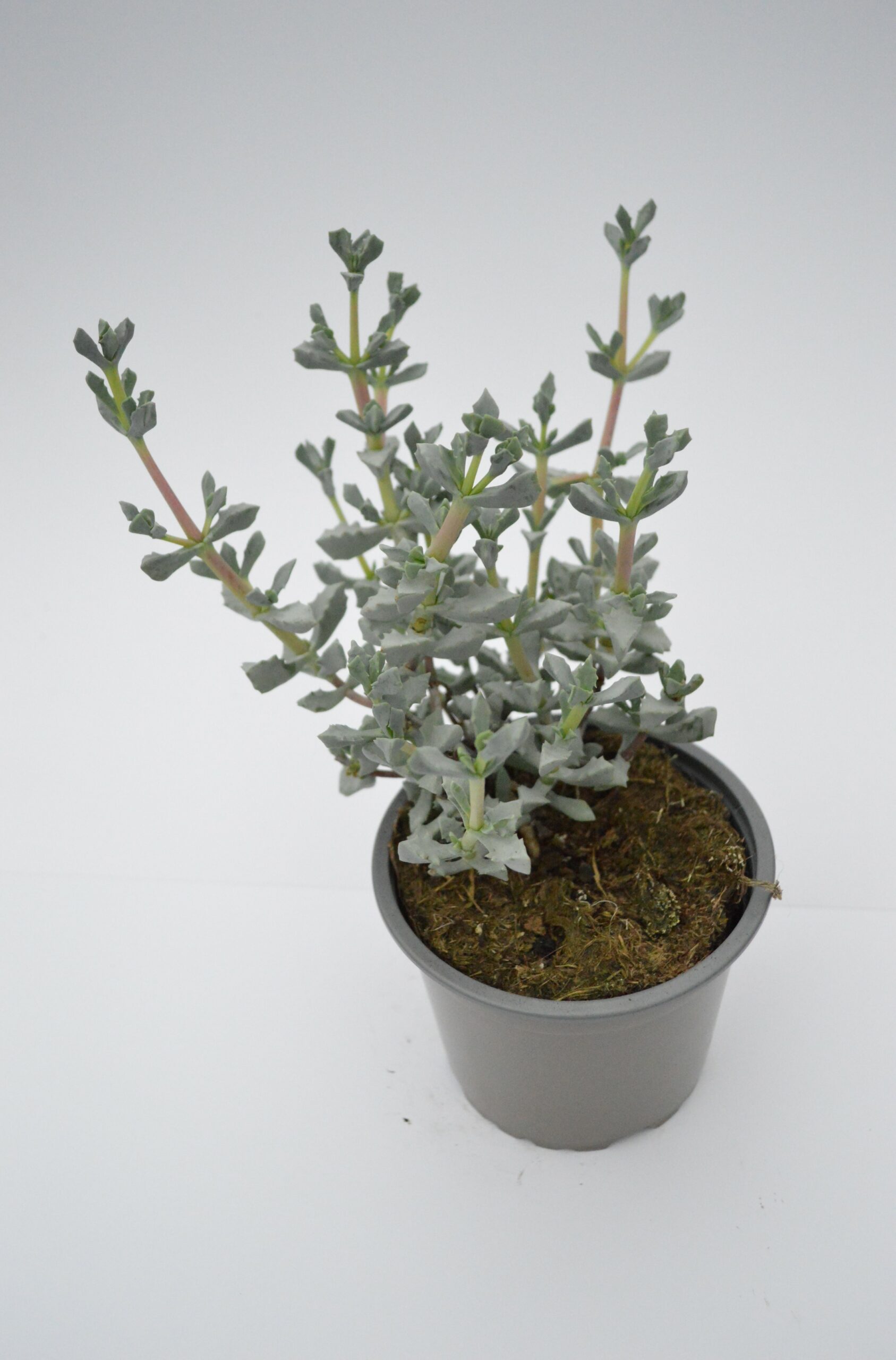 Oscularia Deltoides