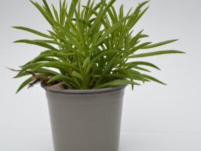 Peperomia Happy Bean