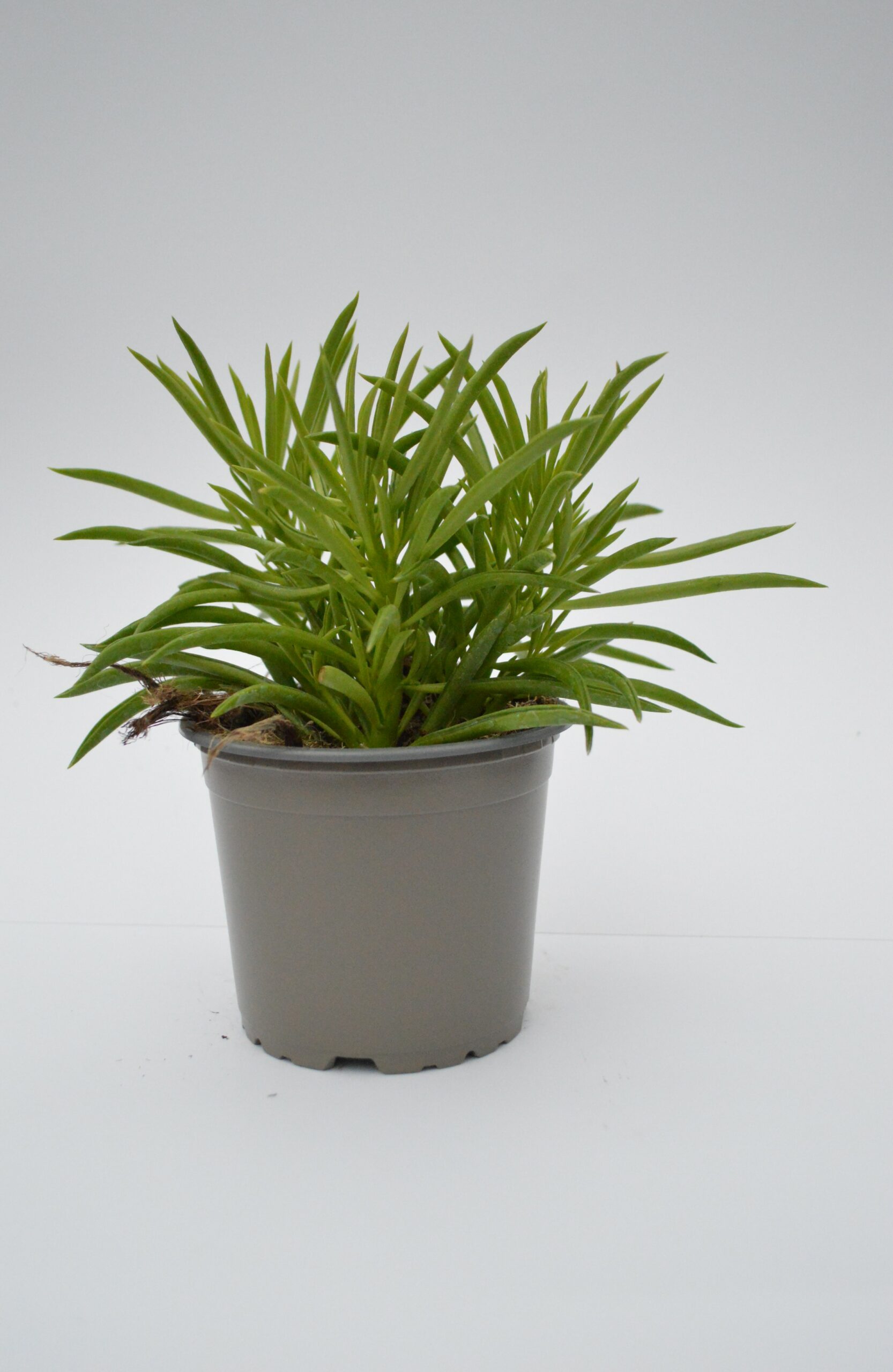 Peperomia Happy Bean