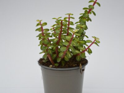 Portulacaria Medio-Picta