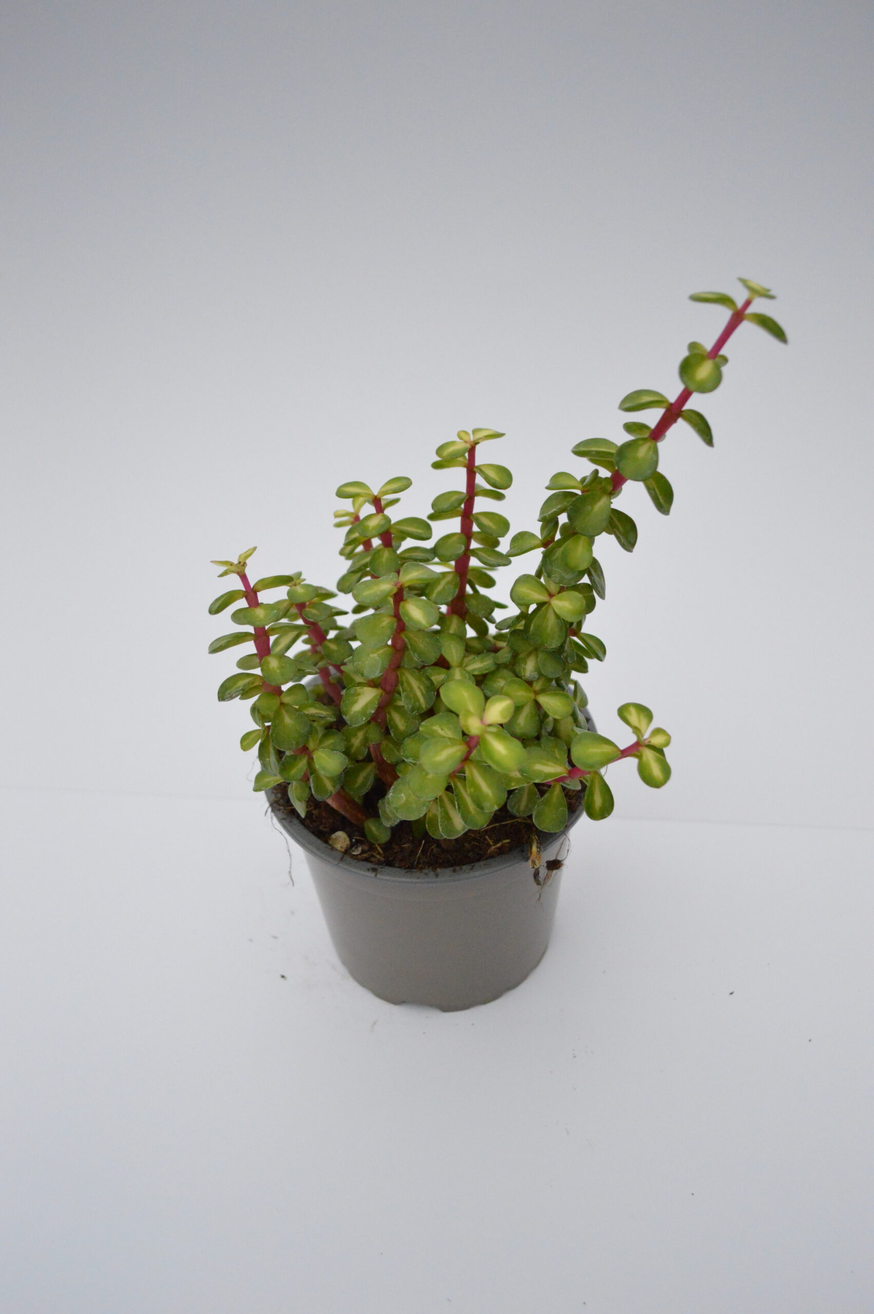Portulacaria Medio-Picta