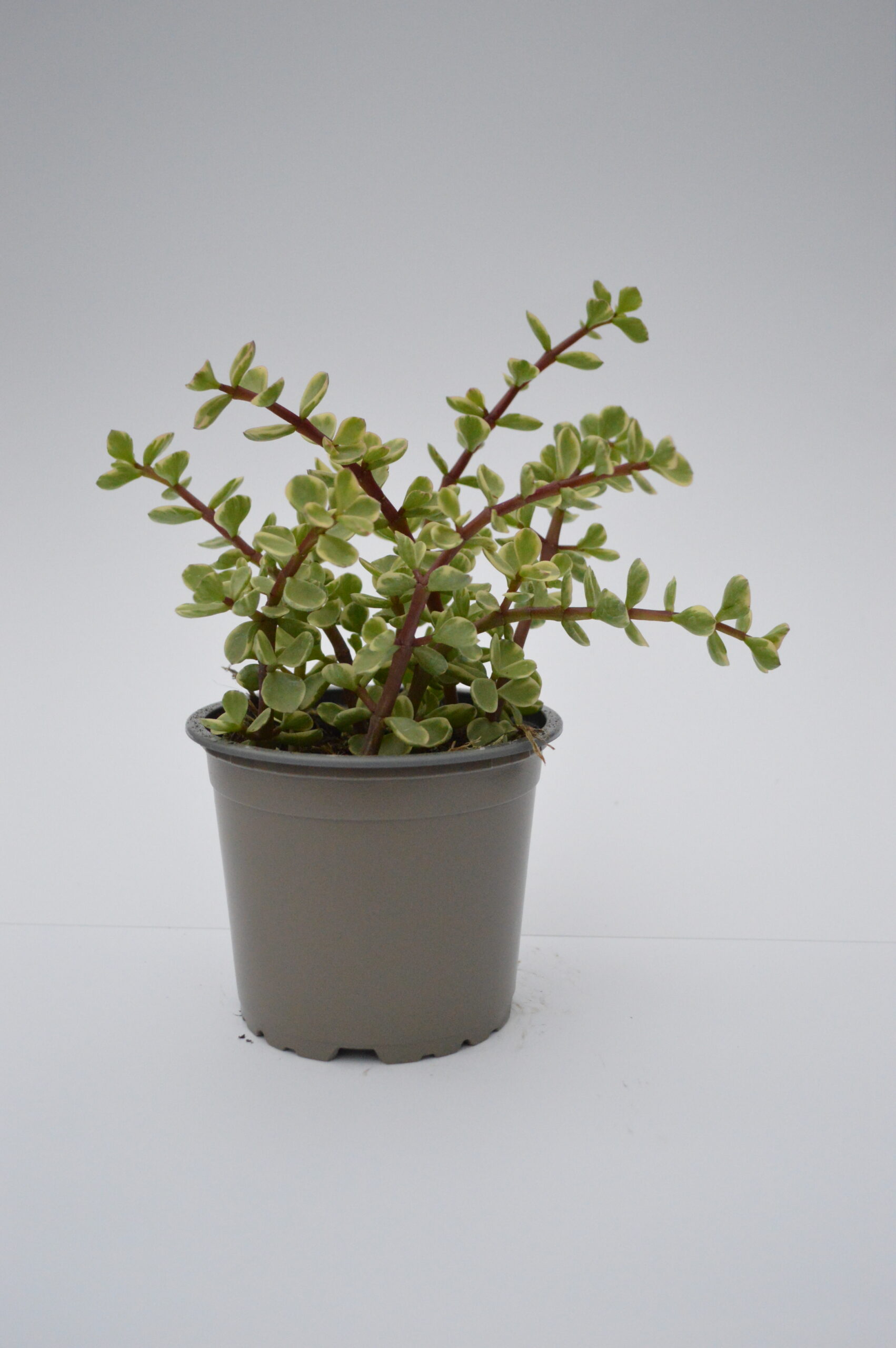 Portulacaria Panache