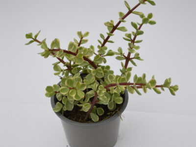 Portulacaria Panache