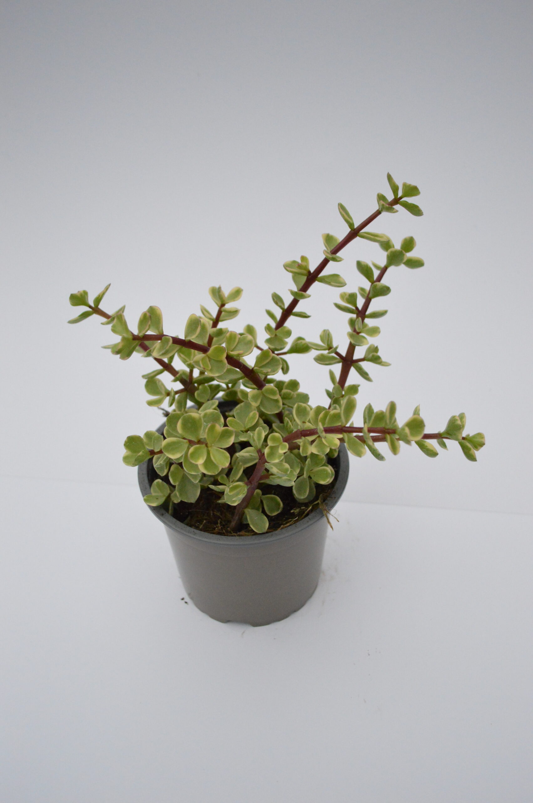 Portulacaria Panache