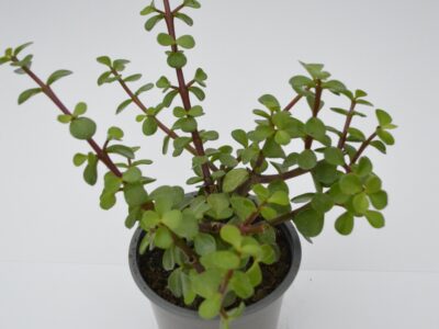 Portulacaria Vert