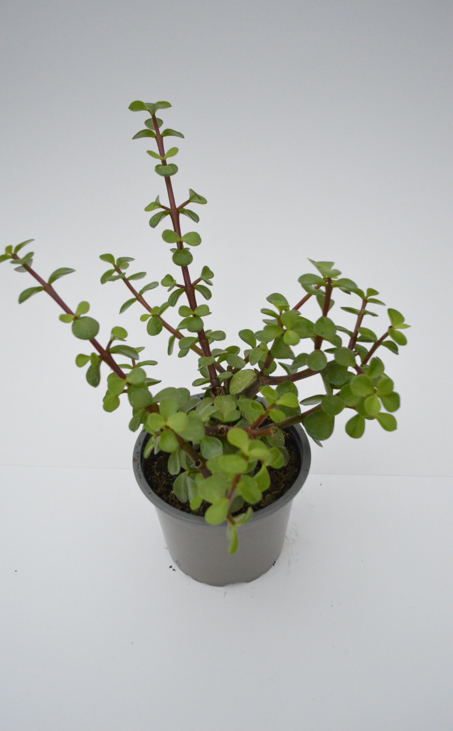 Portulacaria Vert