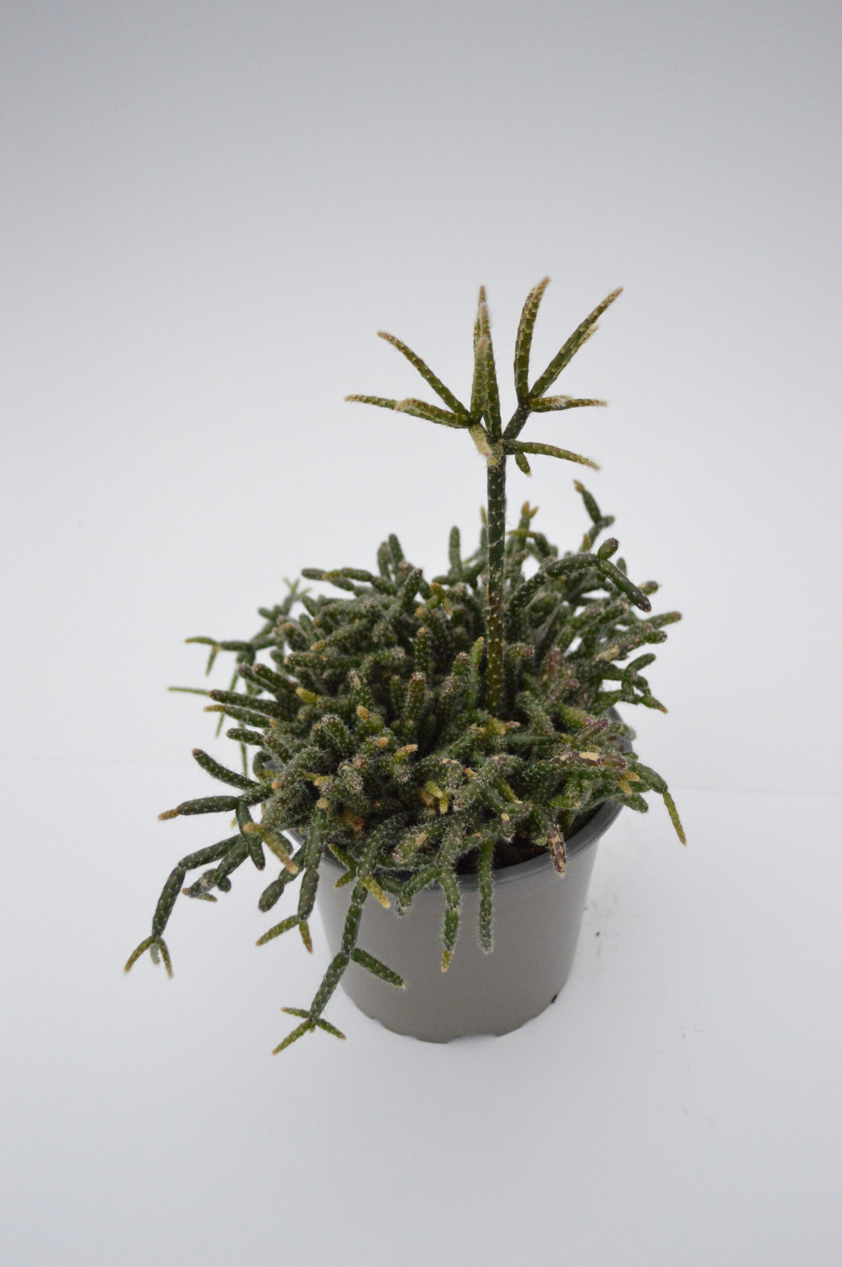Rhipsalis Pilocarpa