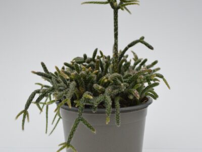 Rhipsalis Pilocarpa