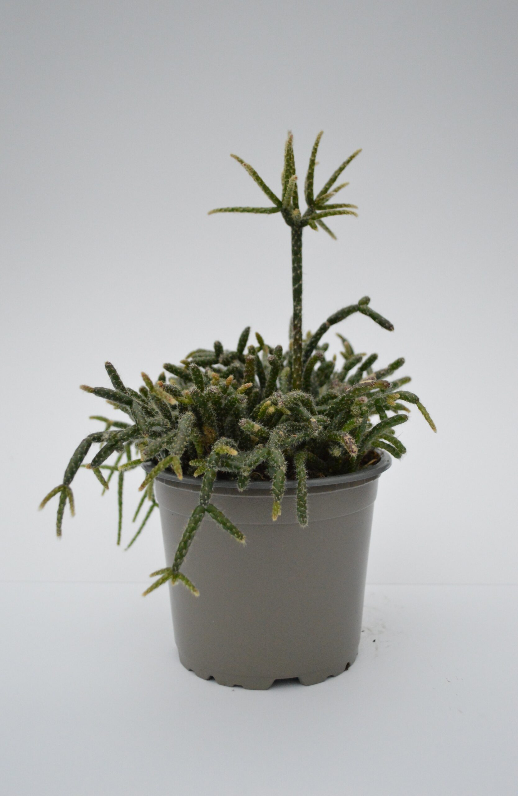 Rhipsalis Pilocarpa