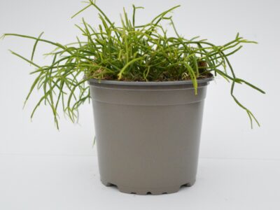Rhipsalis Cassutha (Bacifera)