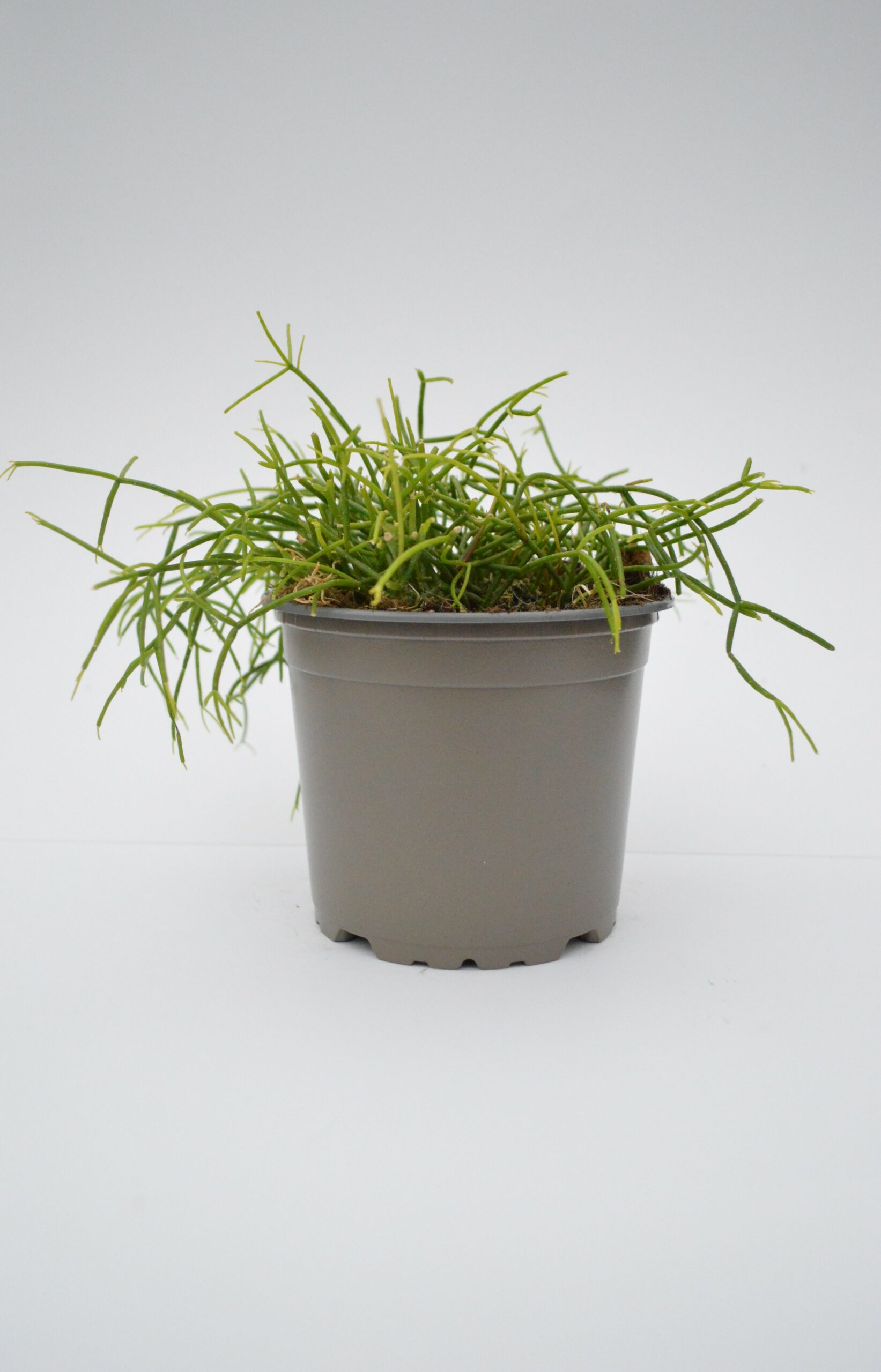Rhipsalis Cassutha (Bacifera)