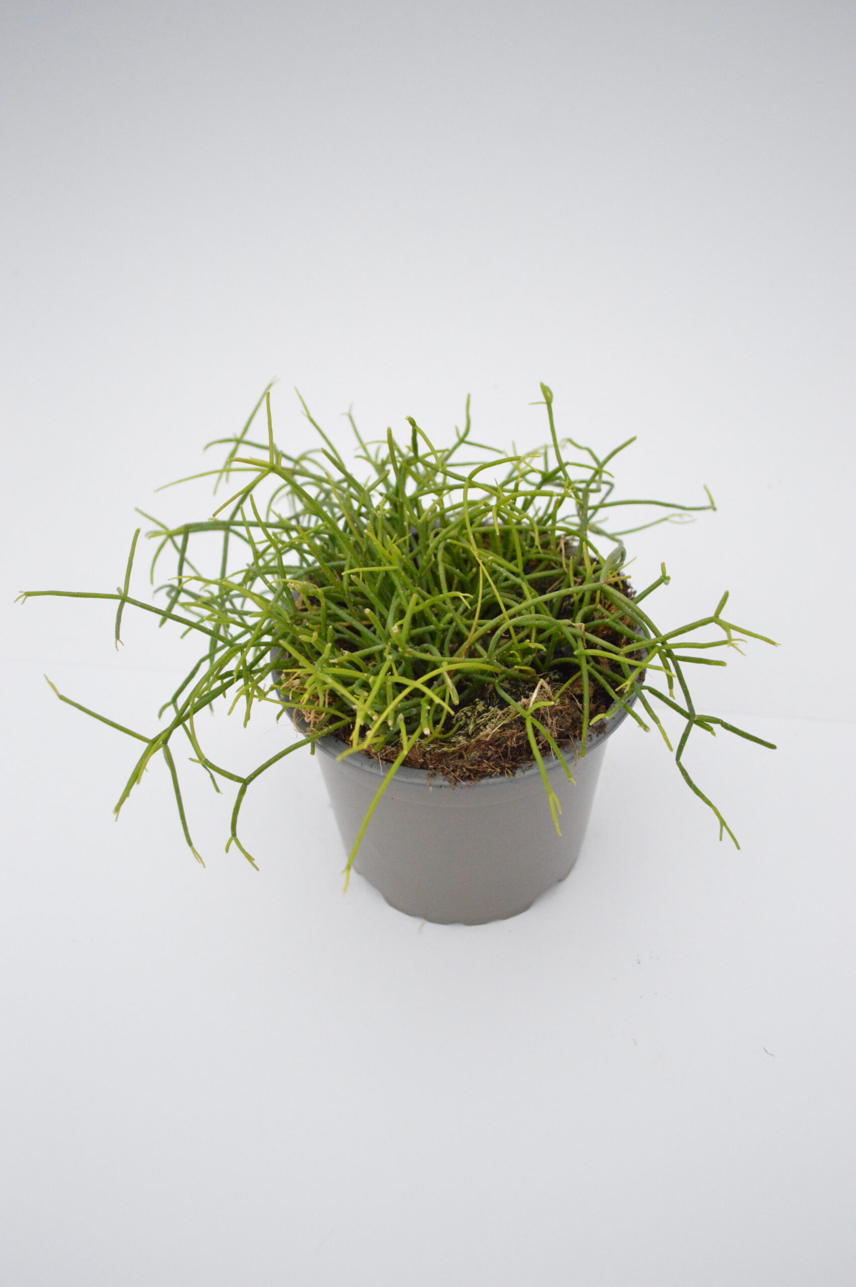 Rhipsalis Cassutha (Bacifera)