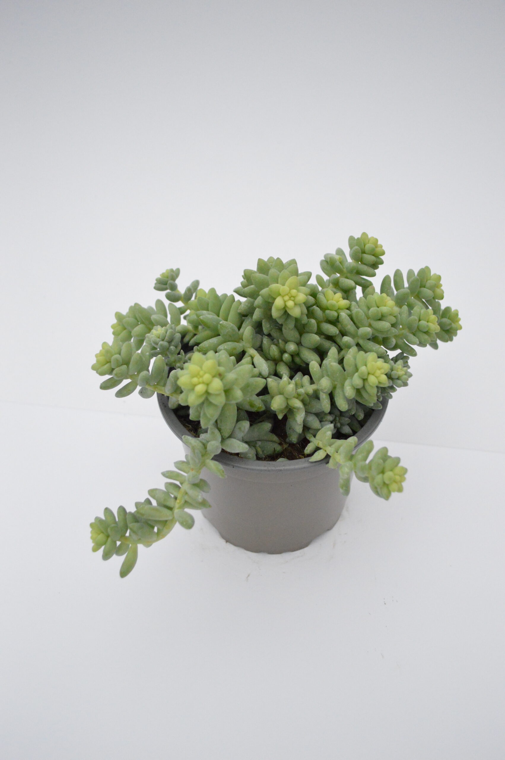 Sedum Burrito