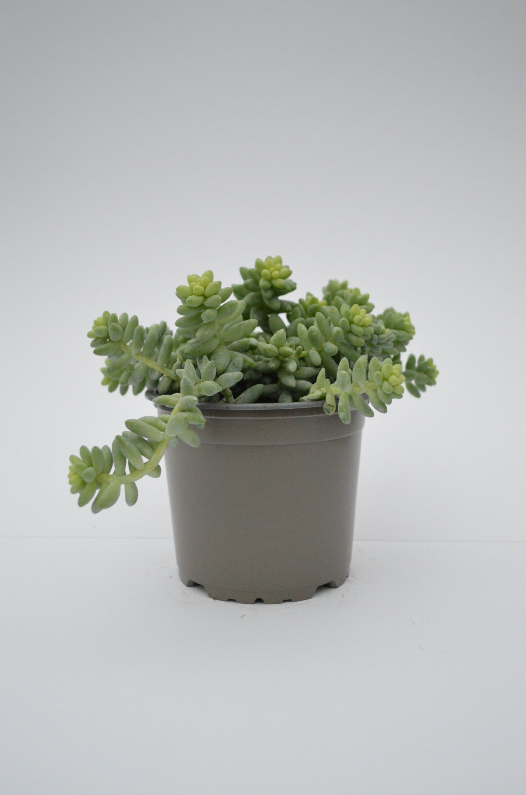 Sedum Burrito
