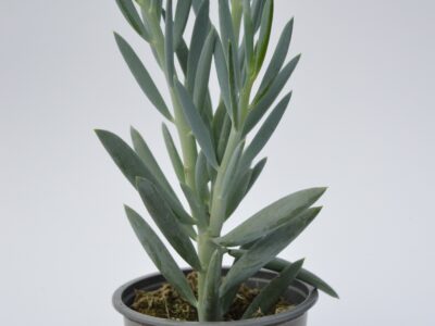 Senecio Aquarine