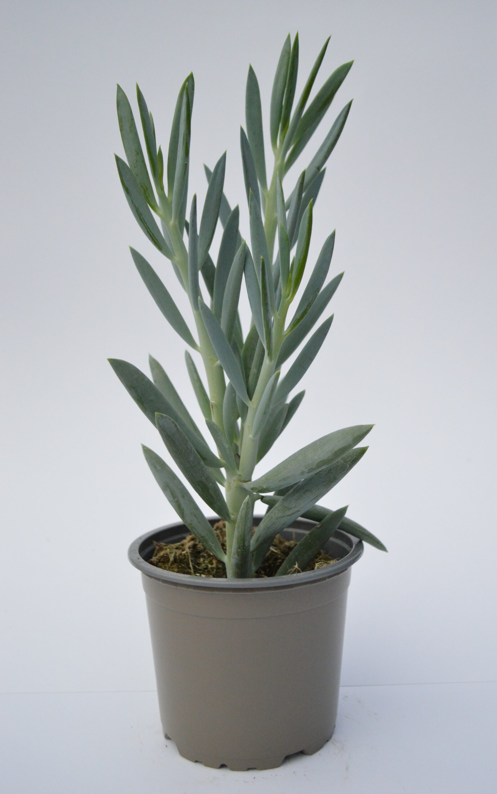 Senecio Aquarine
