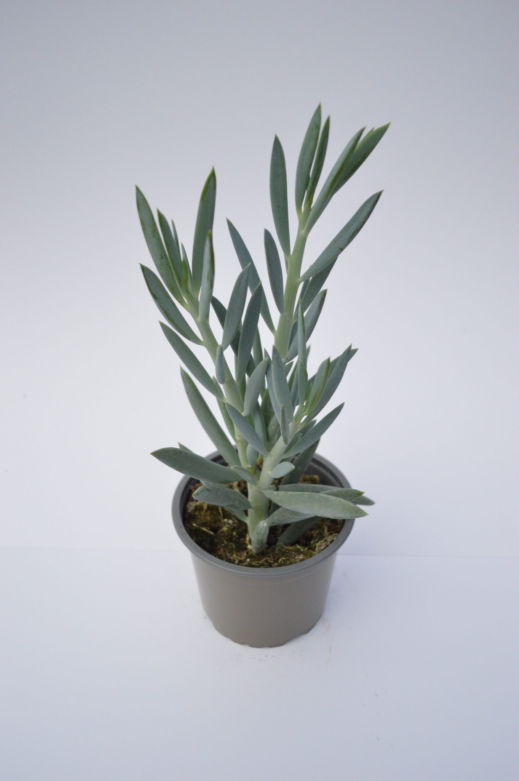 Senecio Aquarine