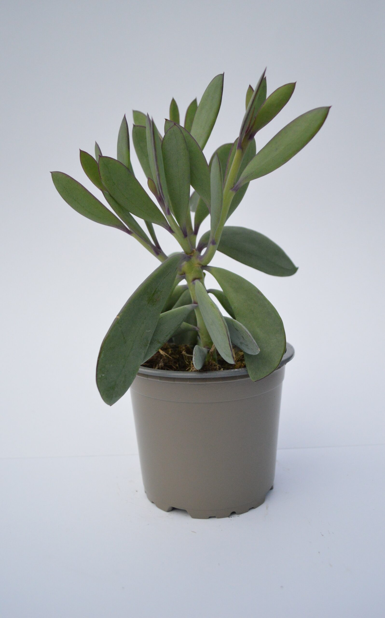 Senecio Crassissimus