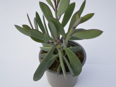 Senecio Crassissimus