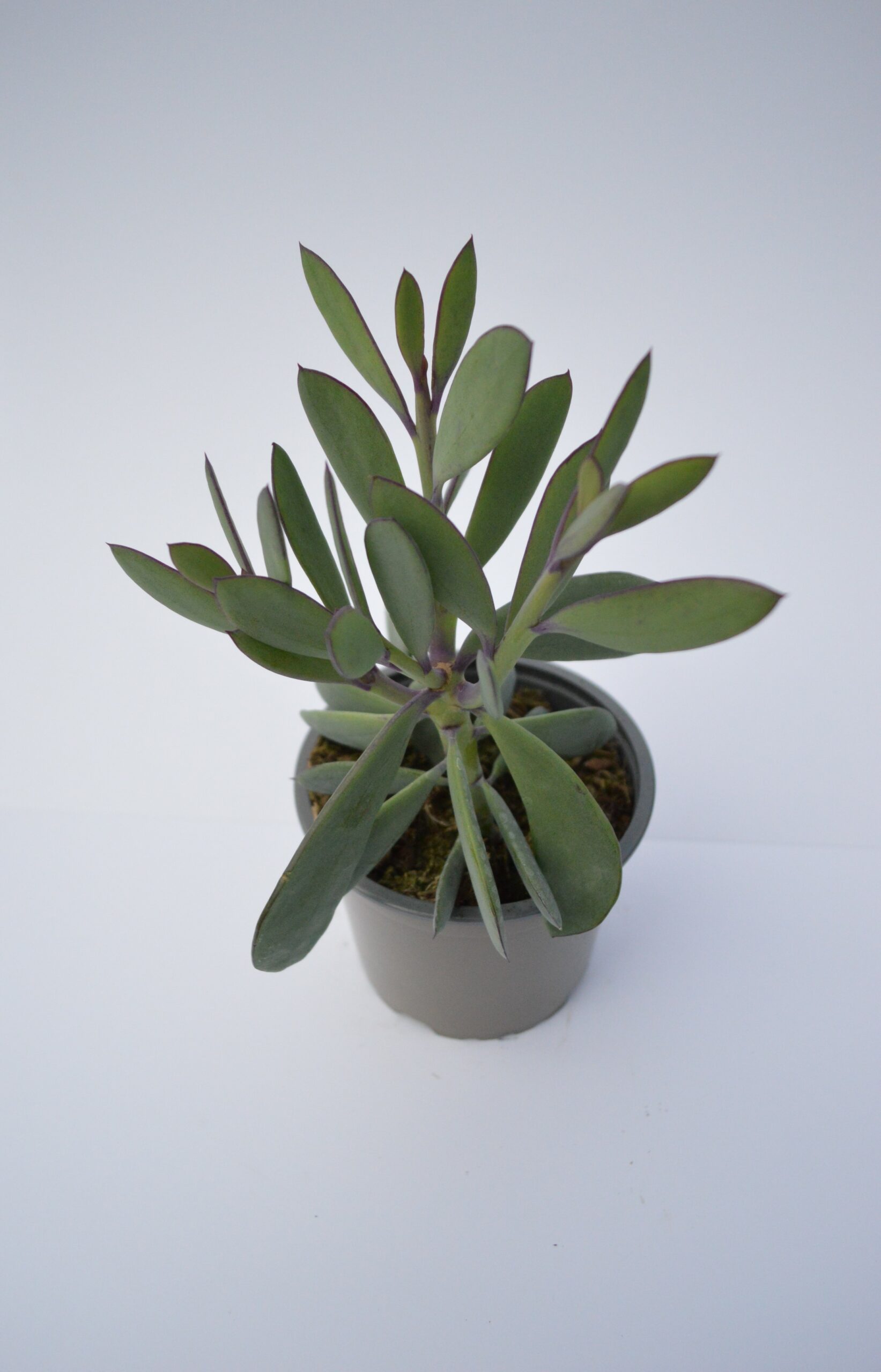 Senecio Crassissimus