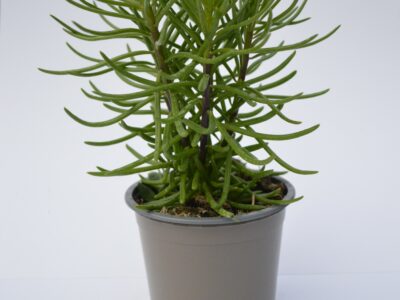 Senecio Himalaya