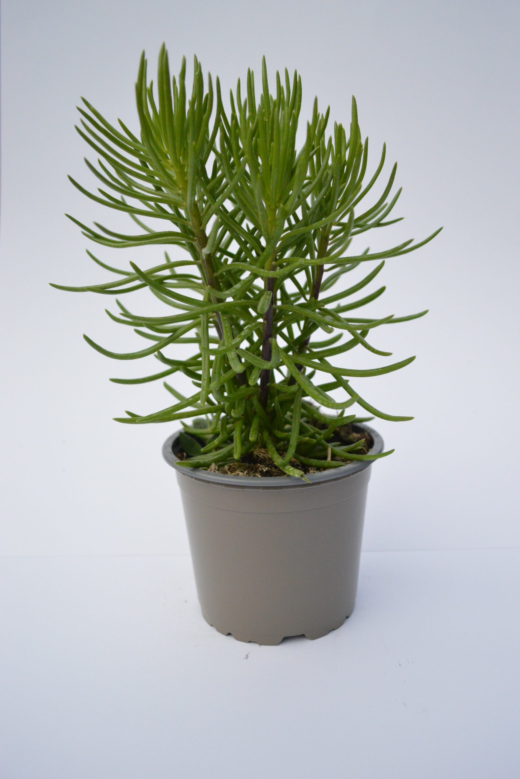 Senecio Himalaya