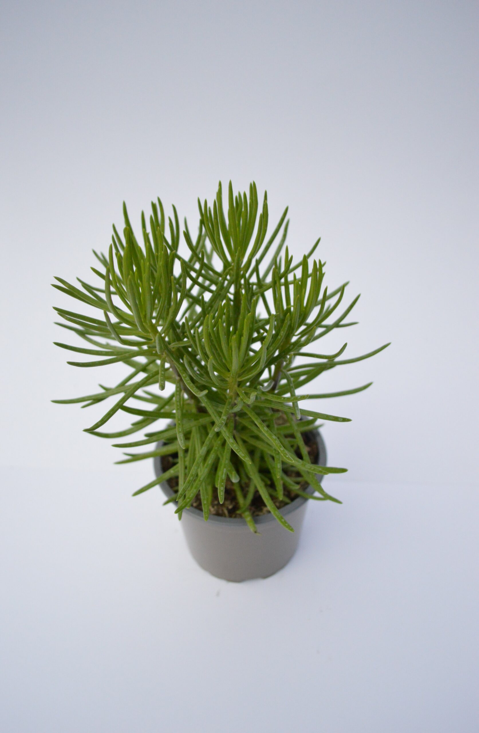 Senecio Himalaya