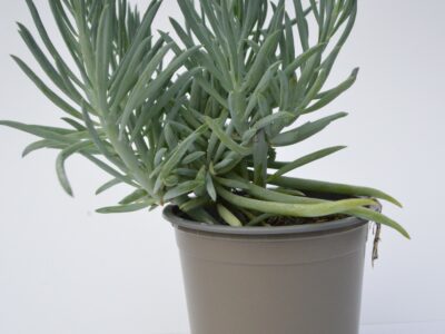 Senecio Kilimanjaro