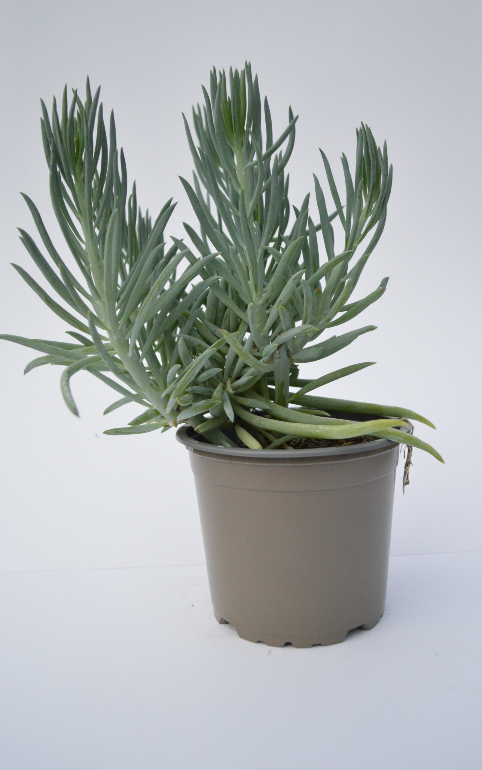 Senecio Kilimanjaro