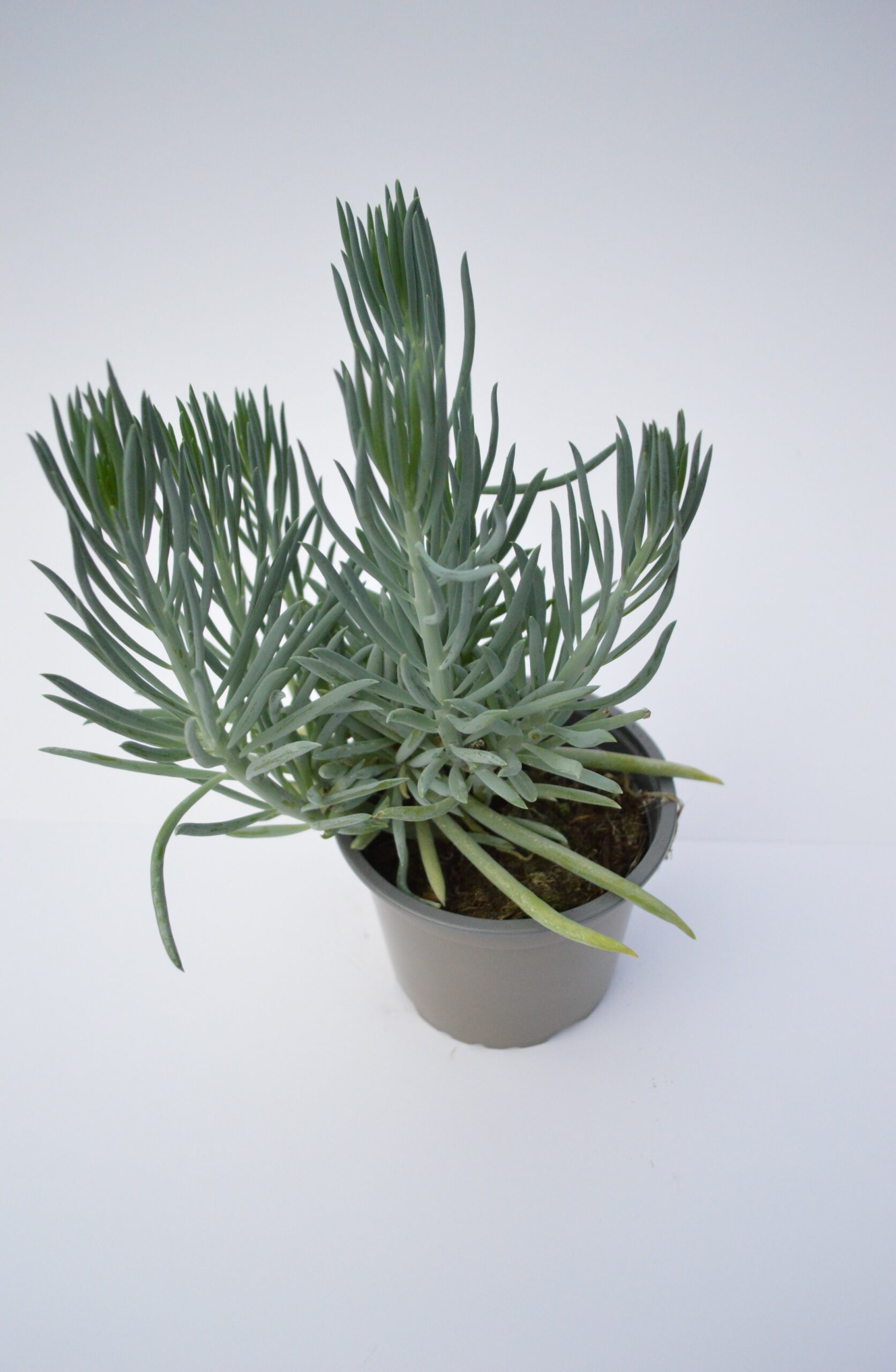 Senecio Kilimanjaro
