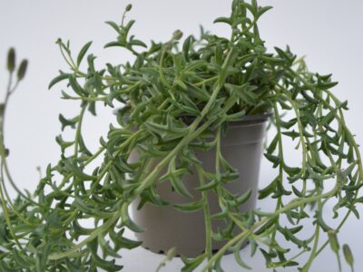 Senecio Peregrinus