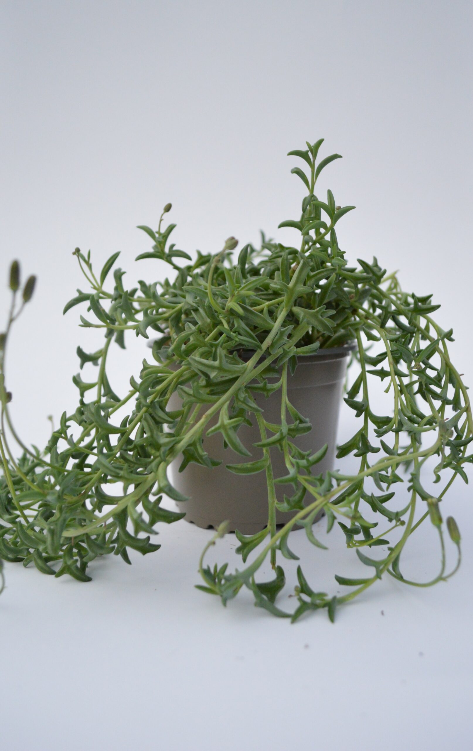 Senecio Peregrinus