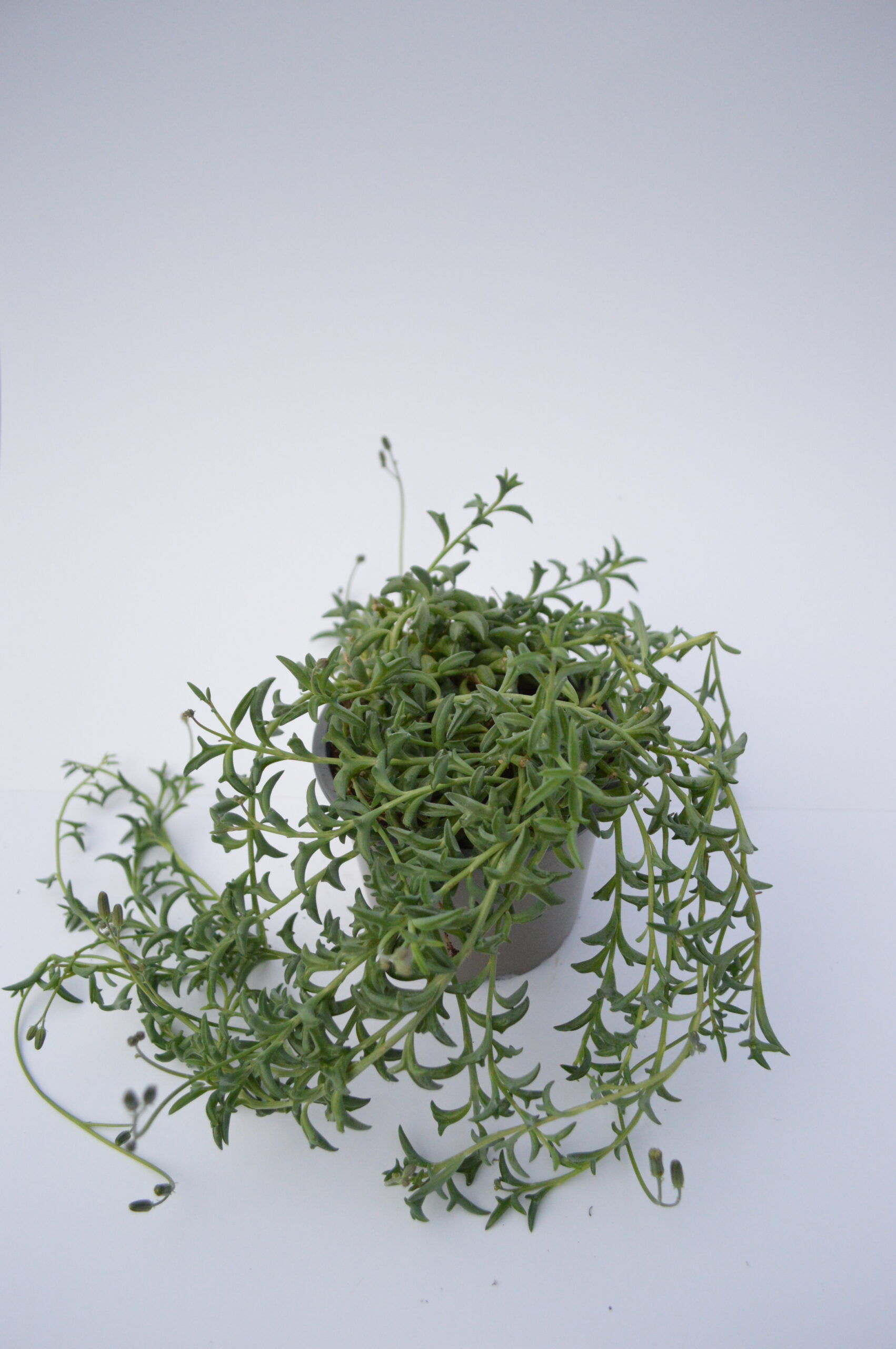 Senecio Peregrinus