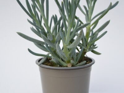 Senecio Serpens (ou repens)